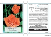 Picture of ROSE ANGELIQUE (HT)                                                                                                                                   