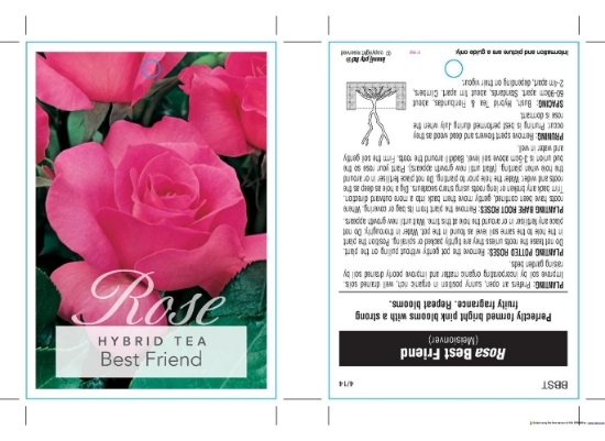 Picture of ROSE BEST FRIEND (HT)                                                                                                                                 