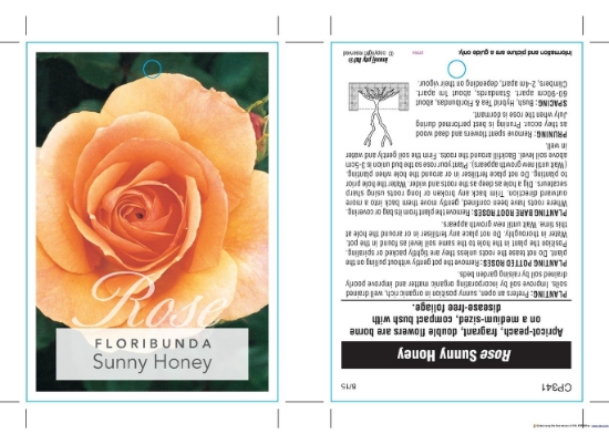 Picture of ROSE SUNNY HONEY (FL)                                                                                                                                 