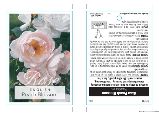 Picture of ROSE PEACH BLOSSOM (English)                                                                                                                          