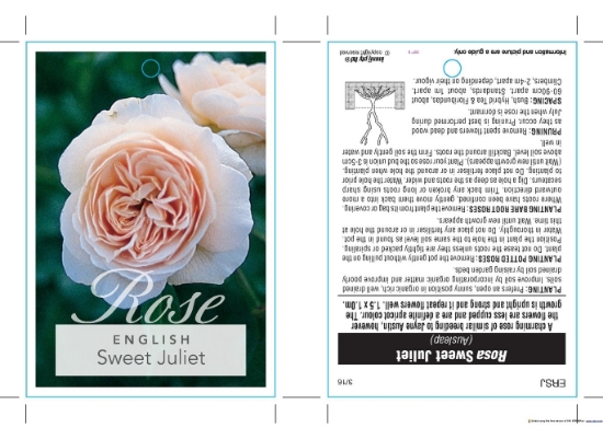 Picture of ROSE SWEET JULIET (English)                                                                                                                           