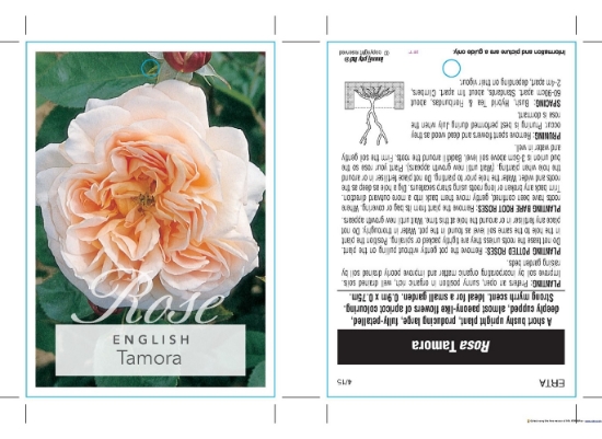 Picture of ROSE TAMORA (English)                                                                                                                                 