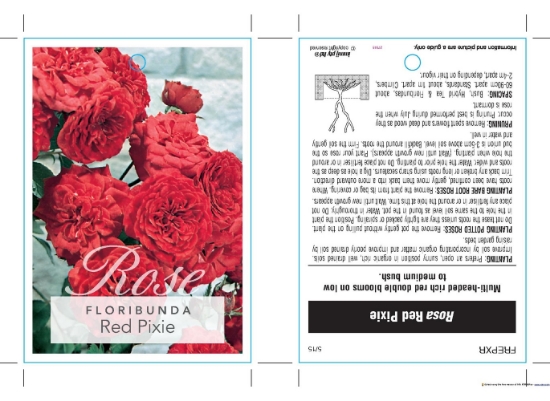 Picture of ROSE RED PIXIE (FL)                                                                                                                                   