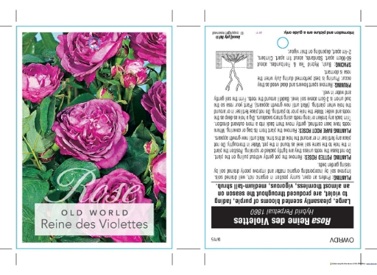 Picture of ROSE REINE DES VIOLETTES (OW)                                                                                                                         
