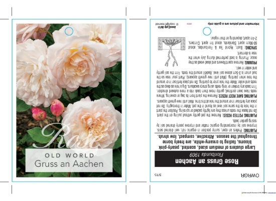 Picture of ROSE GRUSS AN AACHEN (OW)                                                                                                                             