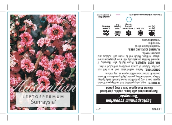 Picture of LEPTOSPERMUM SCOPARIUM SUNRAYSIA                                                                                                                      