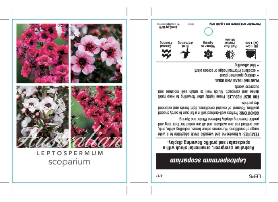 Picture of LEPTOSPERMUM SCOPARIUM - MIXED PICTURE (UNNAMED                                                                                                       