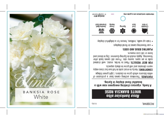 Picture of ROSE WHITE BANKSIA ROSA BANKSIAE                                                                                                                      