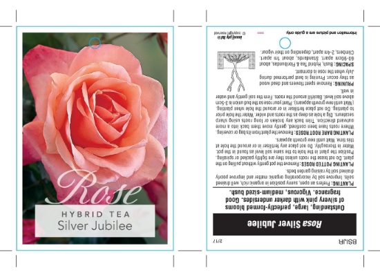 Picture of ROSE SILVER JUBILEE (HT)                                                                                                                              