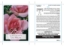 Picture of ROSE TUTU MAUVE (FL)                                                                                                                                  