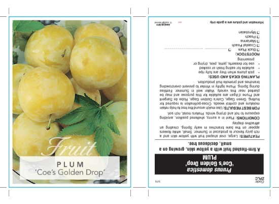 Picture of FRUIT PLUM COES GOLDEN DROP (HERITAGE) Jumbo Tag                                                                                                      