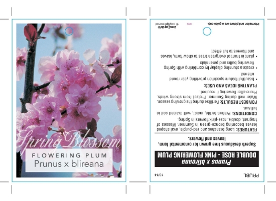Picture of **PRUNUS BLIREANA DOUBLE FLOWERING PLUM                                                                                                               