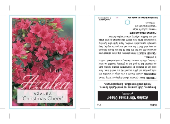 Picture of AZALEA CHRISTMAS CHEER                                                                                                                                