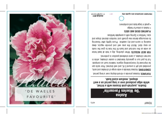 Picture of AZALEA DE WAELES FAVOURITE                                                                                                                            