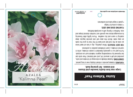 Picture of AZALEA KALIMNA PEARL                                                                                                                                  