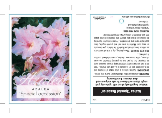 Picture of AZALEA SPECIAL OCCASION                                                                                                                               