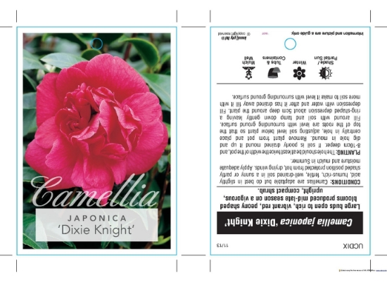 Picture of CAMELLIA DIXIE KNIGHT                                                                                                                                 