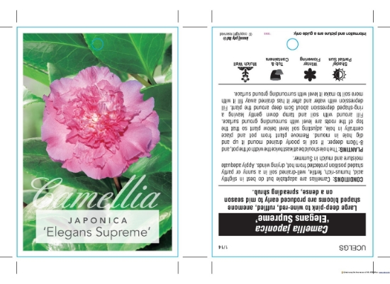 Picture of CAMELLIA ELEGANS SUPREME                                                                                                                              