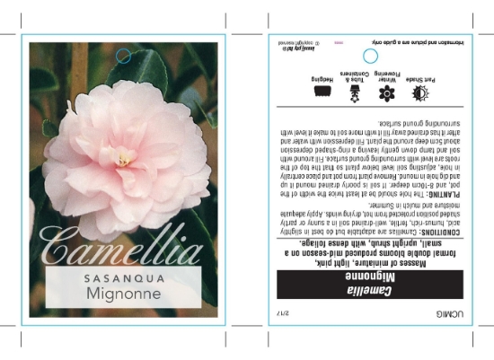 Picture of CAMELLIA MIGNONNE                                                                                                                                     