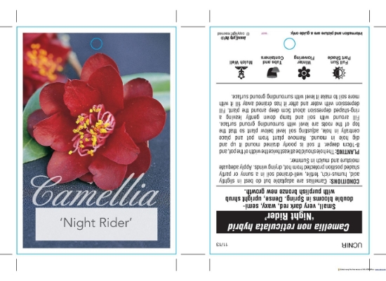Picture of CAMELLIA NIGHT RIDER                                                                                                                                  