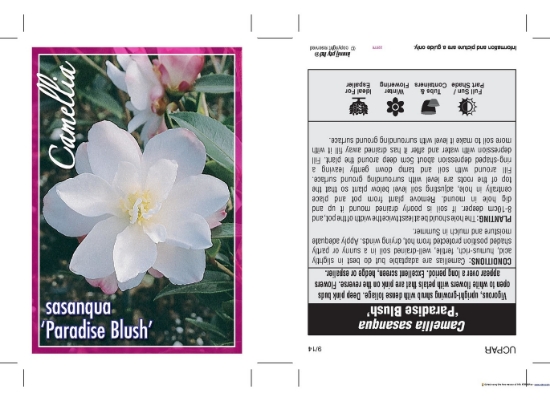 Picture of CAMELLIA PARADISE BLUSH                                                                                                                               