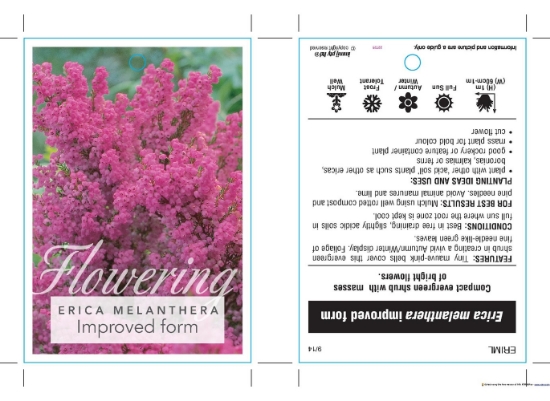 Picture of ERICA MELANTHERA IMPROVED FORM                                                                                                                        