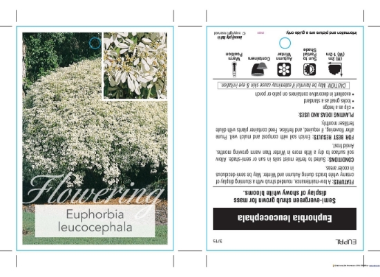 Picture of EUPHORBIA LEUCOCEPHALA                                                                                                                                