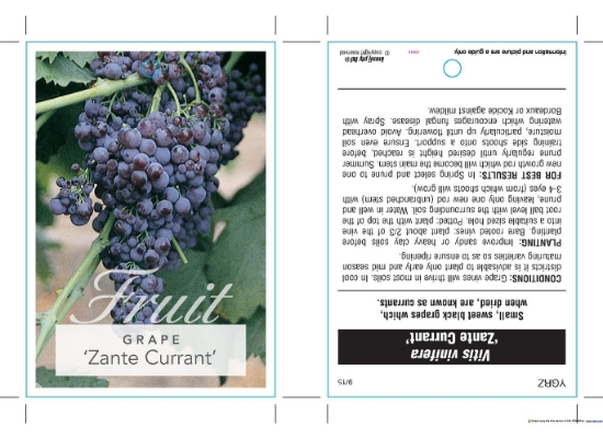 Picture of FRUIT GRAPE TABLE ZANTE CURRANT                                                                                                                       