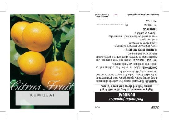 Picture of FRUIT CITRUS KUMQUAT (UNNAMED VARIETY)                                                                                                                