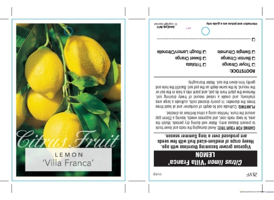 Picture of FRUIT CITRUS LEMON VILLA FRANCA                                                                                                                       