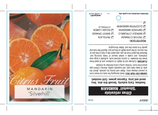 Picture of FRUIT CITRUS MANDARIN SILVERHILL                                                                                                                      