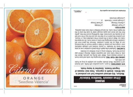 Picture of FRUIT CITRUS ORANGE SEEDLESS VALENCIA Jumbo Tag                                                                                                       