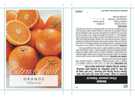 Picture of FRUIT CITRUS ORANGE VALENCIA Jumbo Tag                                                                                                                
