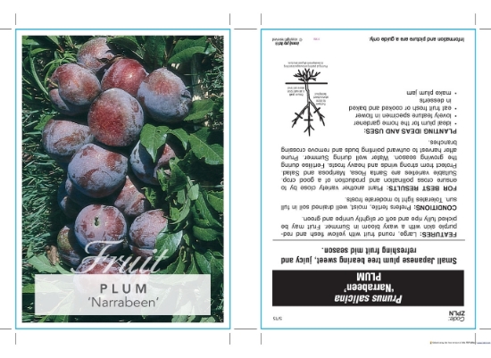 Picture of FRUIT PLUM NARRABEEN (HERITAGE) Jumbo Tag                                                                                                             