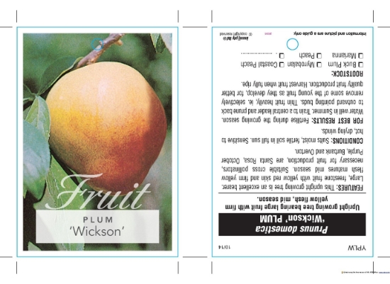Picture of FRUIT PLUM WICKSON (HERITAGE)                                                                                                                         
