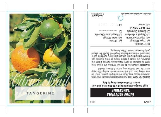 Picture of FRUIT CITRUS TANGERINE                                                                                                                                