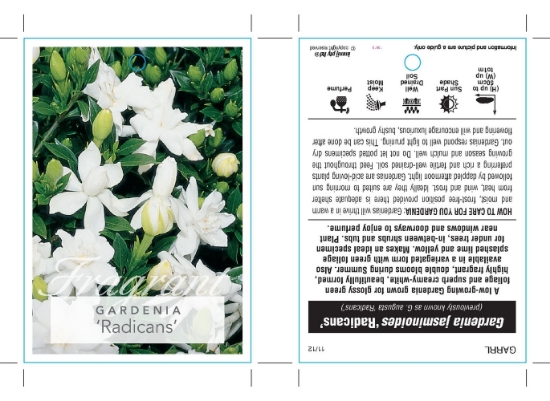 Picture of GARDENIA RADICANS                                                                                                                                     