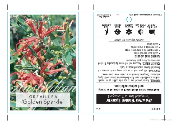 Picture of GREVILLEA GOLDEN SPARKLE                                                                                                                              