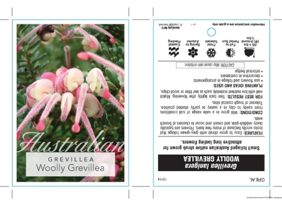 Picture of GREVILLEA LANIGERA WOOLLY GREVILLEA                                                                                                                   
