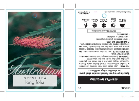 Picture of GREVILLEA LONGIFOLIA                                                                                                                                  