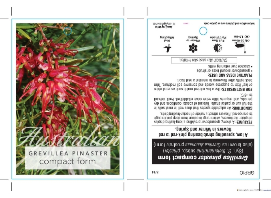 Picture of GREVILLEA PINASTER COMPACT FORM                                                                                                                       