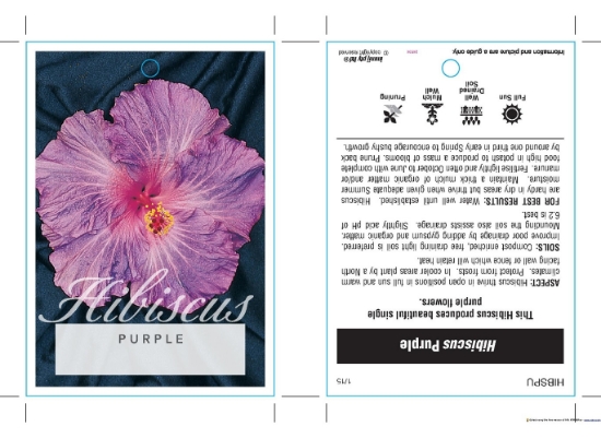 Picture of HIBISCUS SINGLE PURPLE (UNNAMED VARIETY)                                                                                                              