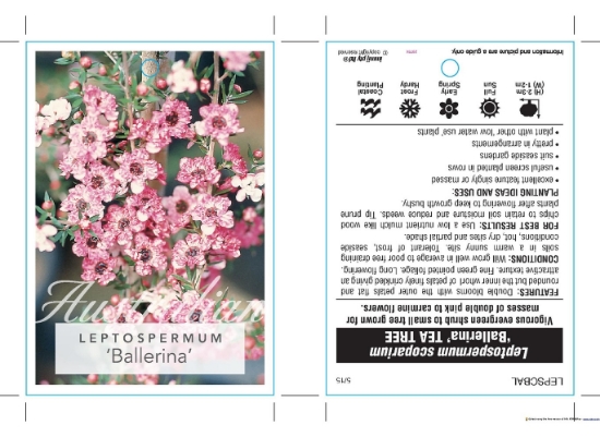 Picture of LEPTOSPERMUM SCOPARIUM BALLERINA TEA TREE                                                                                                             