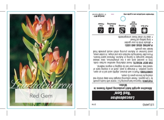 Picture of LEUCADENDRON RED GEM                                                                                                                                  