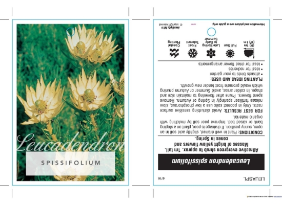 Picture of LEUCADENDRON SPISSIFOLIUM                                                                                                                             