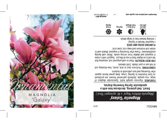 Picture of MAGNOLIA GALAXY Jumbo Tag                                                                                                                             
