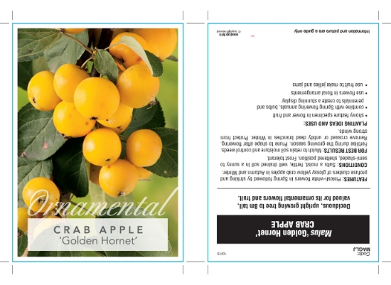 Picture of MALUS GOLDEN HORNET Jumbo Tag                                                                                                                         