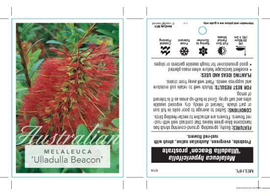 Picture of MELALEUCA HYPERICIFOLIA PROSTRATE ULLADULLA BEACON                                                                                                    