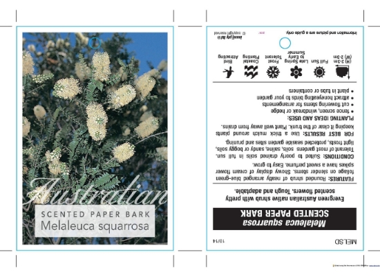 Picture of MELALEUCA SQUARROSA SCENTED PAPER BARK                                                                                                                