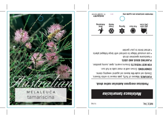 Picture of MELALEUCA TAMARISCINA                                                                                                                                 